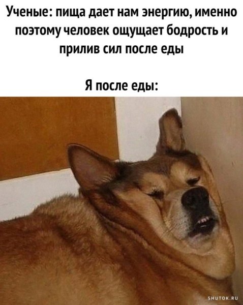 Смешные мемы с собаками и надписями