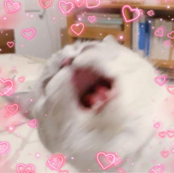 Зевающий котик белый милый