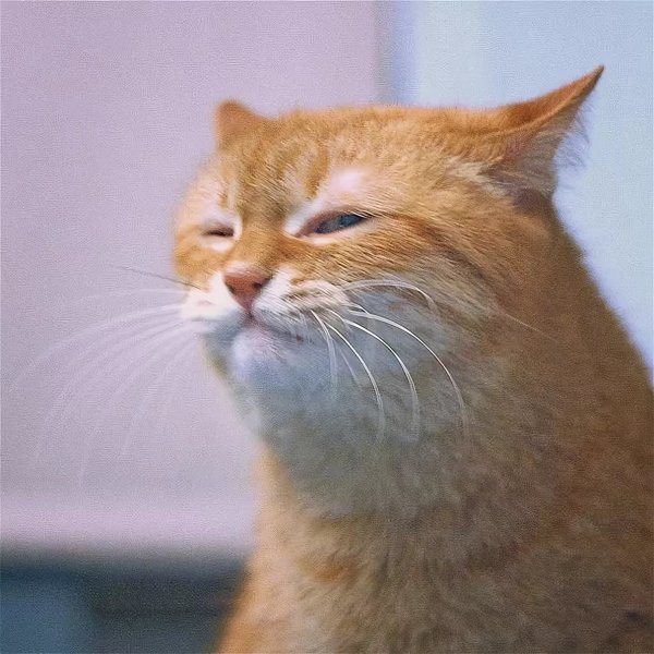 Кот щурится