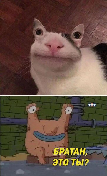 Коты мемы