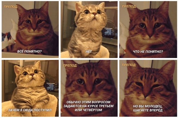 Понимающий кот