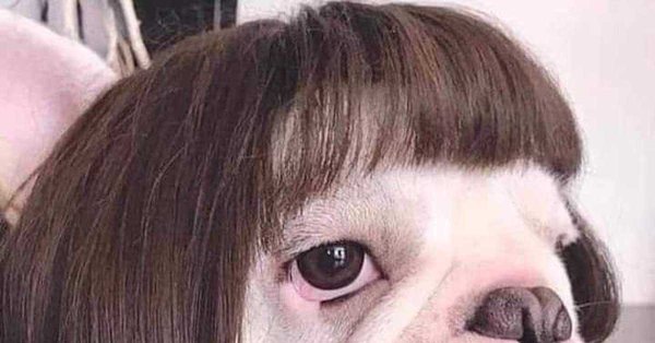 Собака с челкой