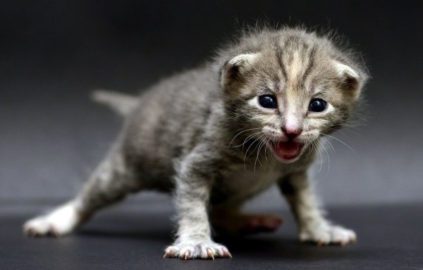 Маленький котенок