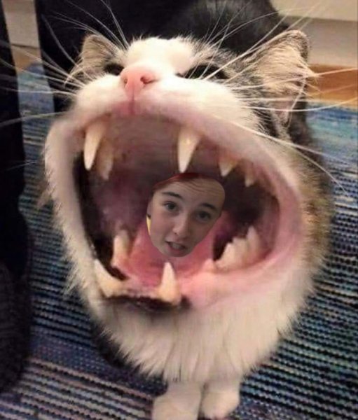 Орущие коты