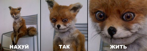 Упоротая лиса