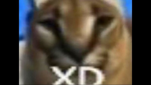 Шлёпа Мем кот