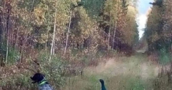 Мемы про охотничьих собак