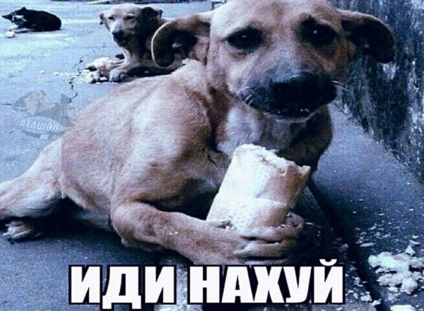 Собака ест хлеб Мем