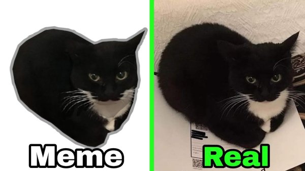 Максвелл Кэт Мем