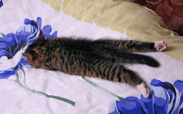 Кот вытянулся