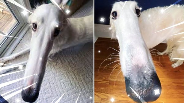 Собака с длинный Мосом