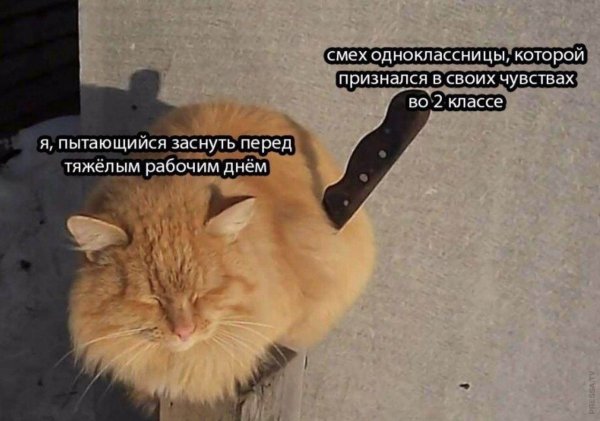 Котик с ножиком
