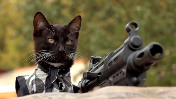 Котик в военной форме