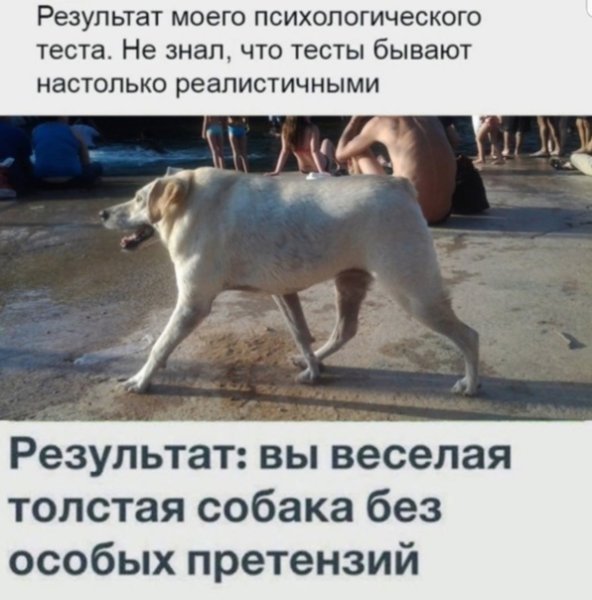 Результат вы веселая толстая собака без особых