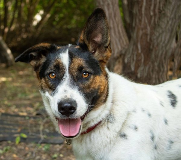 Варя Варя собака