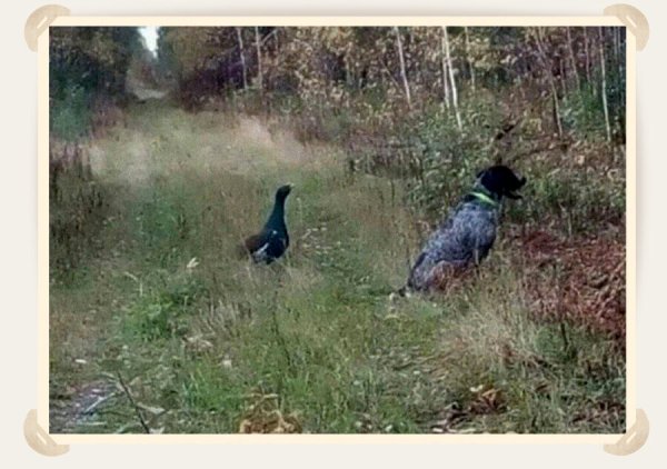 Продается охотничья собака юмор