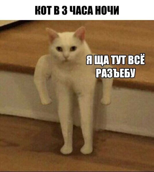 Кот на руках