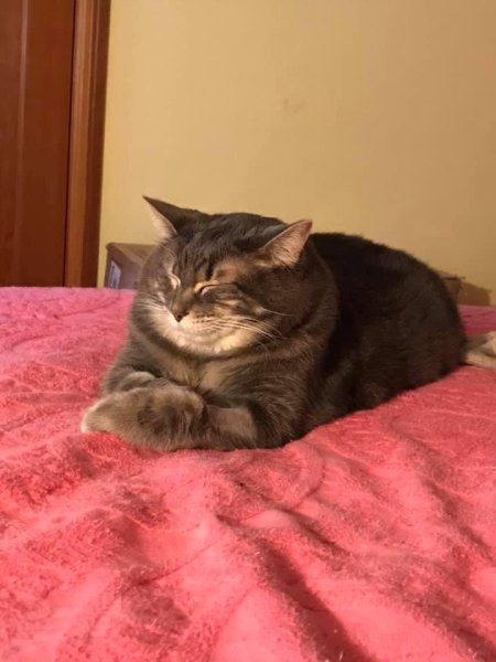 В Отрубе жёстком Мем с котом