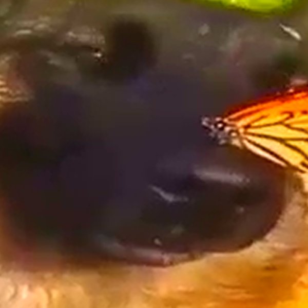 Мемы с бабочками