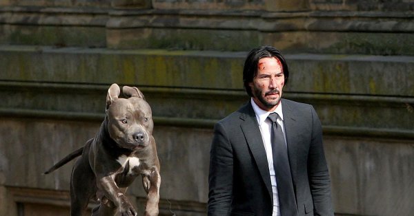 Джон уик питбуль