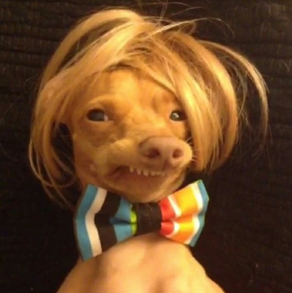 Смешная собака в парике