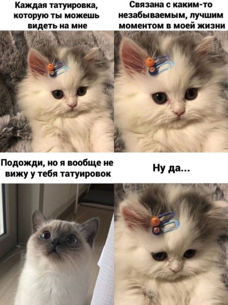 Смешной мемный котик