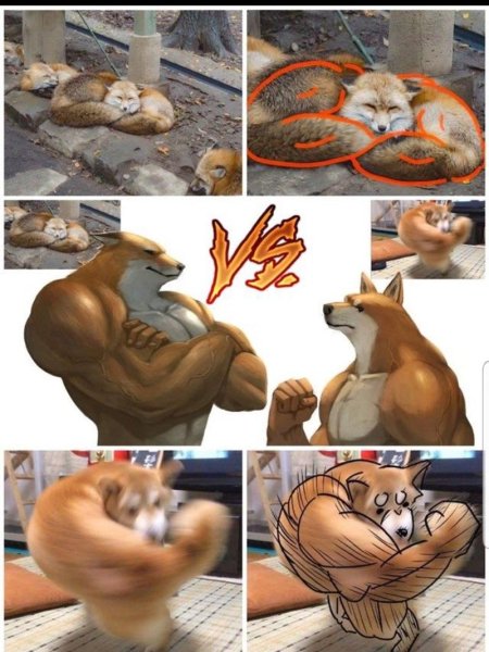 Лис мускулы