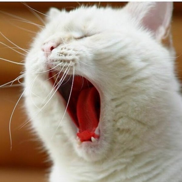 Котик кричит