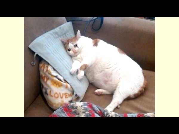 Толстый кот