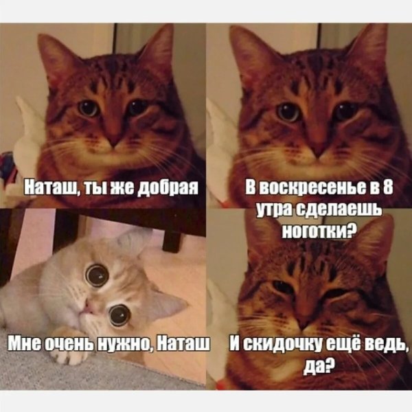 Мемы с котом