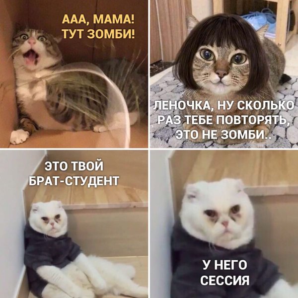 Котики смешные мемы