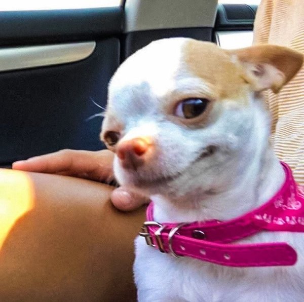 Чихуа Хуа с сопелькой