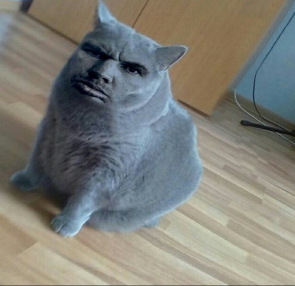 Кот перезагрузка