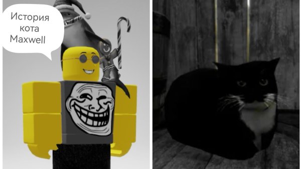 Мемный кот Maxwell