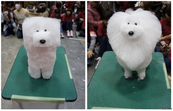 Стрижка собаки квадрат