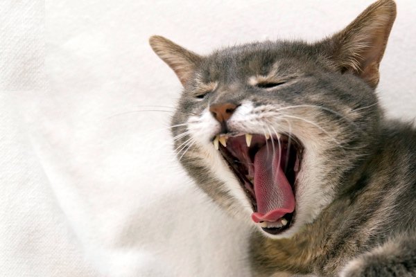 Кошка зевает фото
