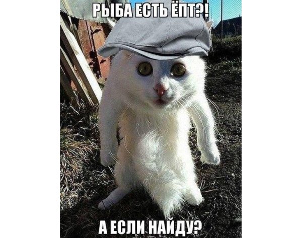 Коты гопники