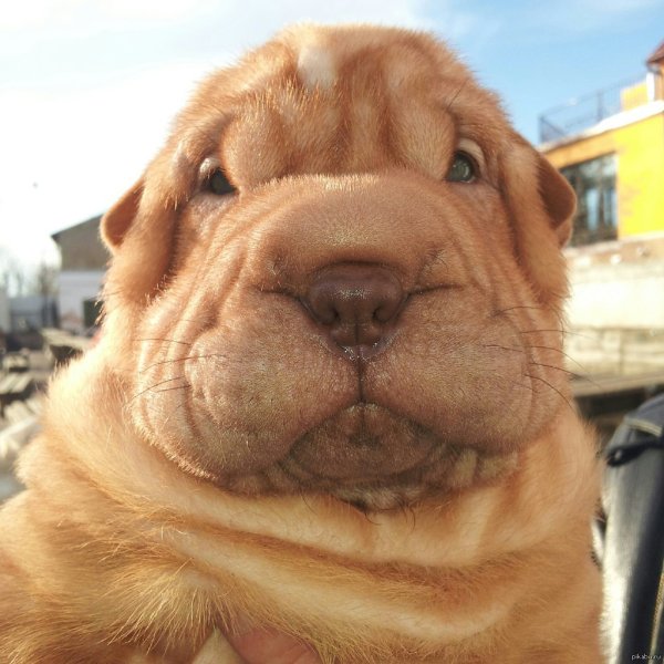 Бульдог шарпей