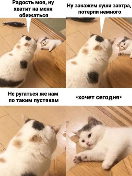 Мемы с котиками
