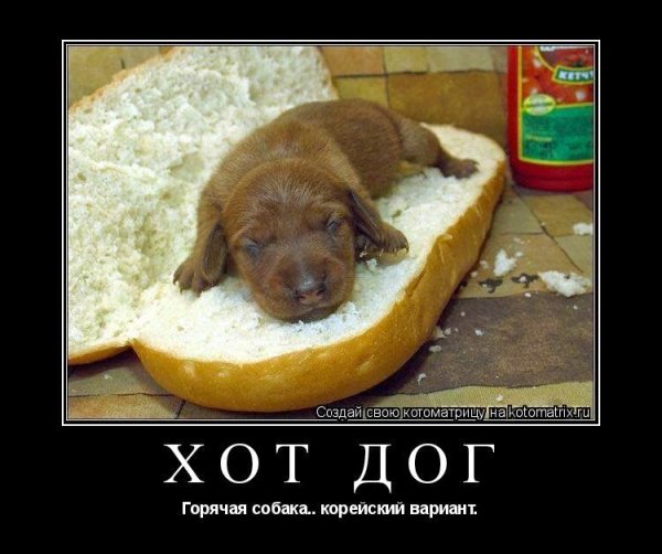 Мемы про корейцев и собак