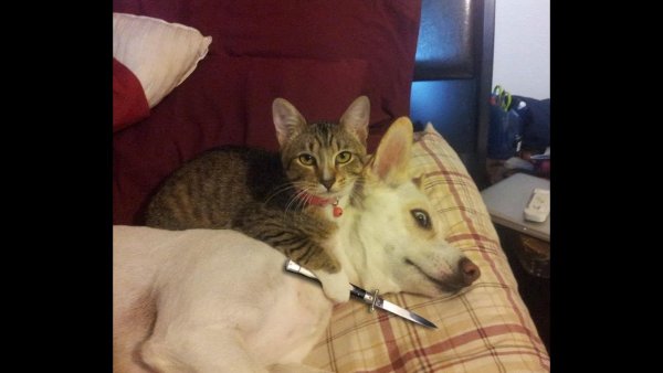 Мемы с котятами