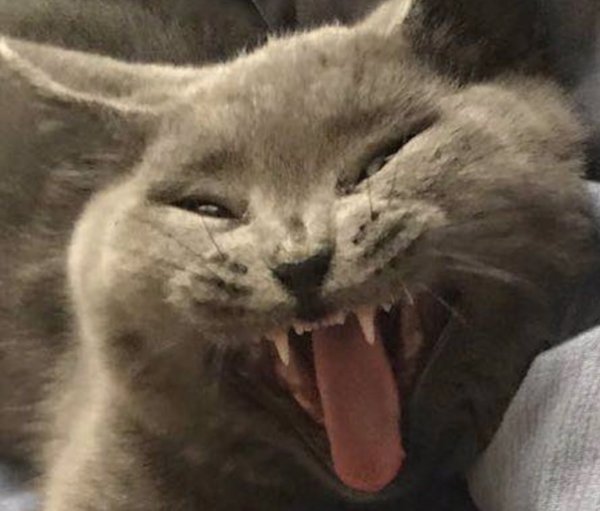 Зевающий котик с сердечками над головой