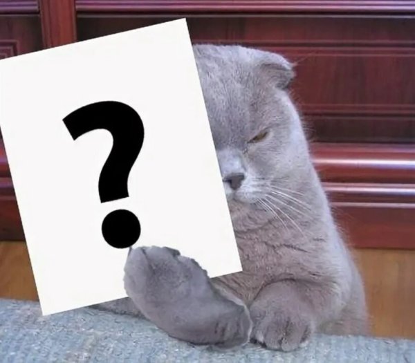 Вопрошающий кот