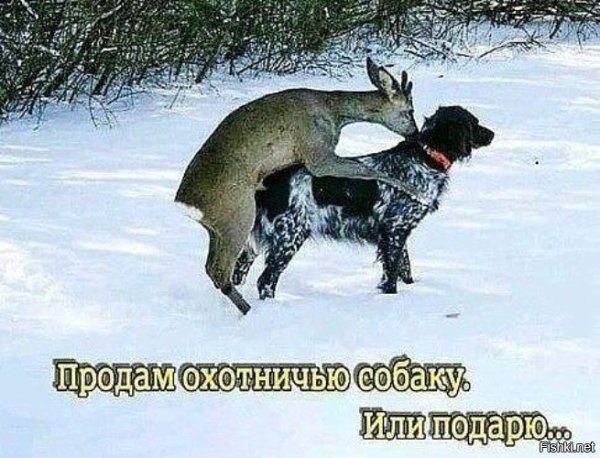 Продается охотничья собака прикол