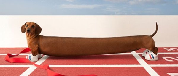 Собака сосиска