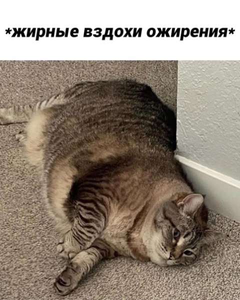 Толстый кот Мем толстый вздох