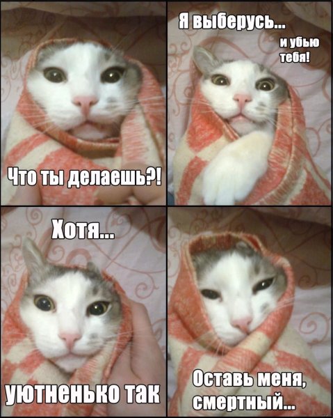 Смешные мемы с котом