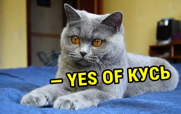 Коты с надписями