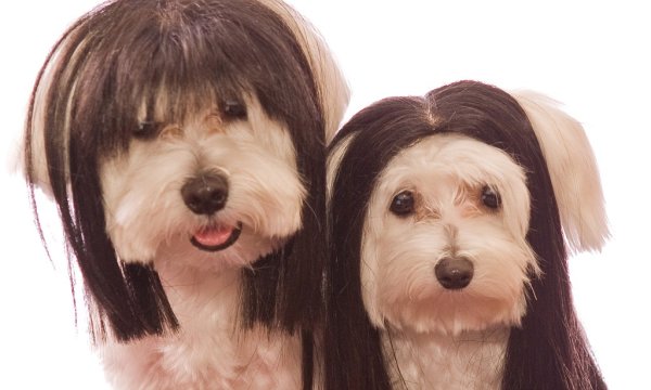 Собака с челкой на глазах порода