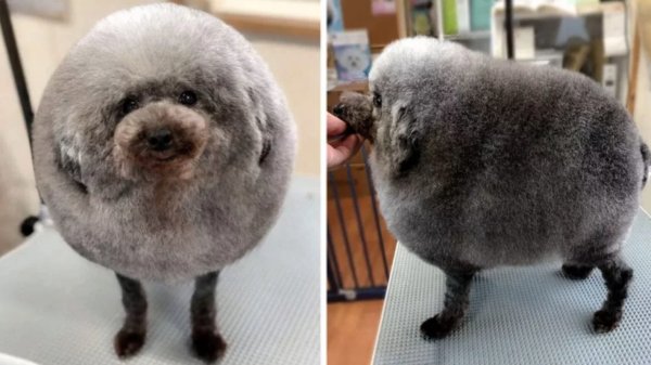 Смешные собачьи стрижки